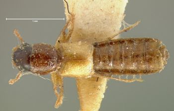 Media type: image;   Entomology 6549 Aspect: habitus dorsal view